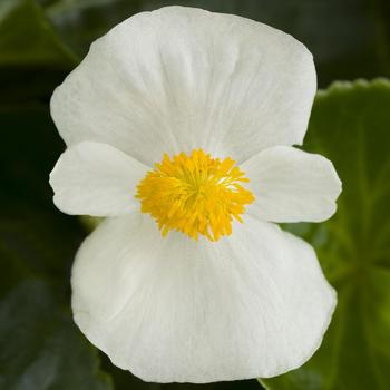 Tophat™ White -Begonia