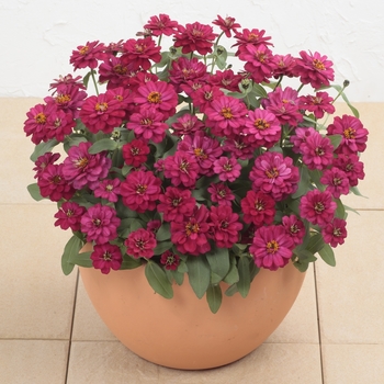 Profusion 'Double Hot Cherry' -Zinnia 