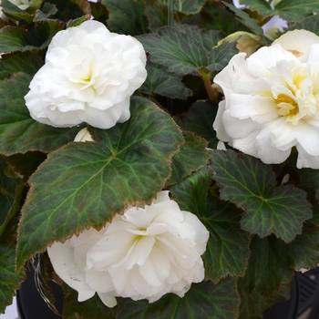 Nonstop® 'White' -Begonia x tuberhybrida (Tuberous Begonia)