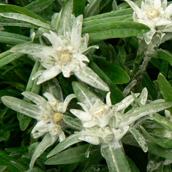 Edelweiss -Leontopodium alpinum