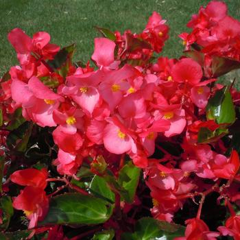 Big™ 'Rose Green Leaf' -Begonia x benariensis