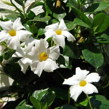 Sun Parasol® 'Giant White' -Mandevilla 