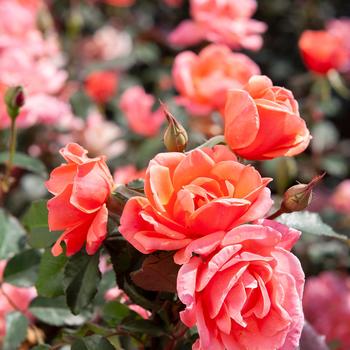 Knock Out® Coral -Rosa (Rose)