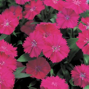 Pinks -Dianthus chinensis x barbatus