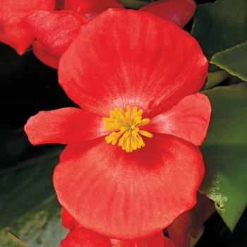 Bada Bing® 'Scarlet' -Begonia semperflorens