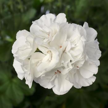 Interspecific Geranium -Pelargonium 