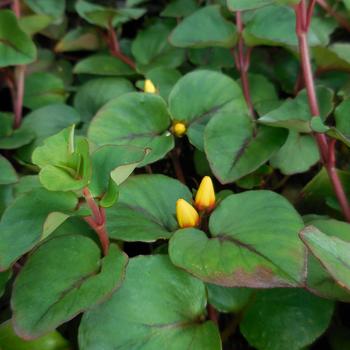 Hillier™ 'Sunburst' -Lysimachia christianiae (Loosestrife)