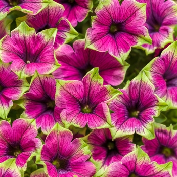 Supertunia® 'Picasso in Purple®' -Petunia 