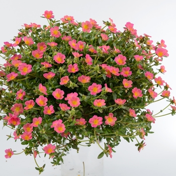 Pazzaz™ 'Pink Glow' -Portulaca oleracea (Moss Rose)