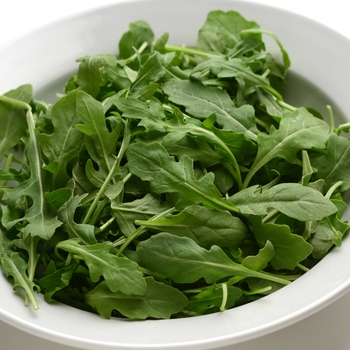 Arugula -Arugula sativa