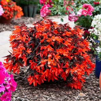 Bossa Nova® 'Night Fever Papaya' -Begonia boliviensis