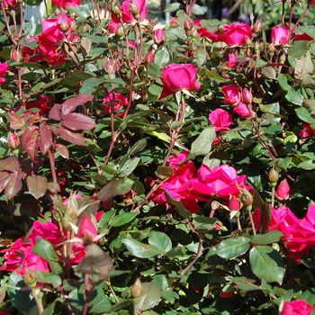 Knock Out® Pink Double -Rosa (Shrub Rose)