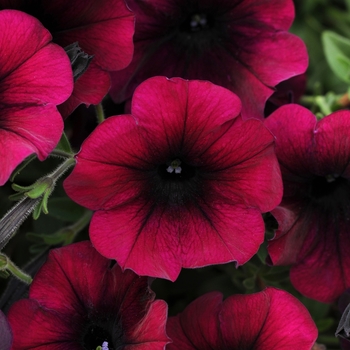 Easy Wave® 'Burgundy Velour' -Petunia 