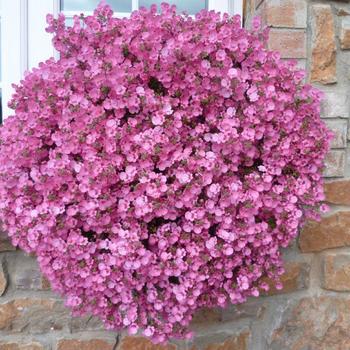 Mime 'Rose' -Matthiola incana (Stock)