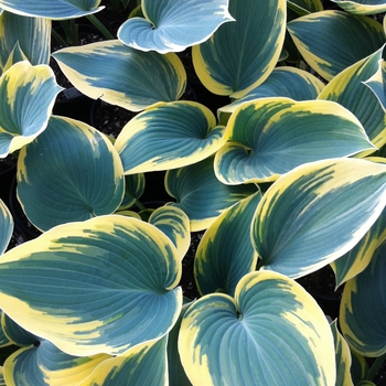 'First Frost' Hosta, Plantain Lily -Hosta 