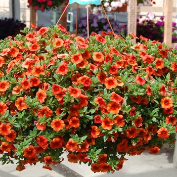 Aloha ''Hot Orange'' -Calibrachoa 