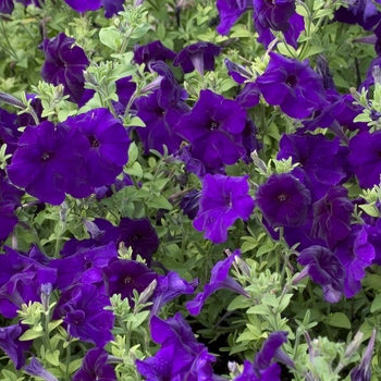 Hurrah™ 'Blue' -Petunia multiflora