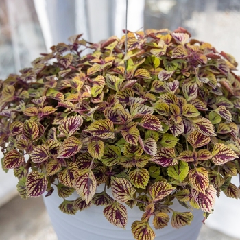 'Great Falls Angels' -coleus 