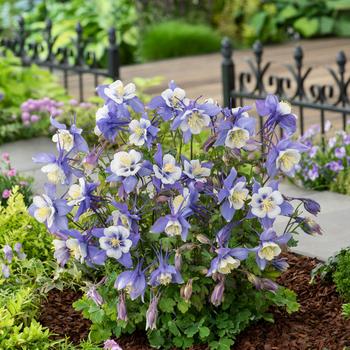 Earlybird™ Blue White -Aquilegia caerulea (Columbine)