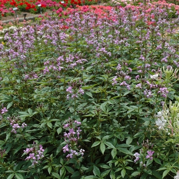 'Senorita Rosalita®' Spider Flower -Cleome 