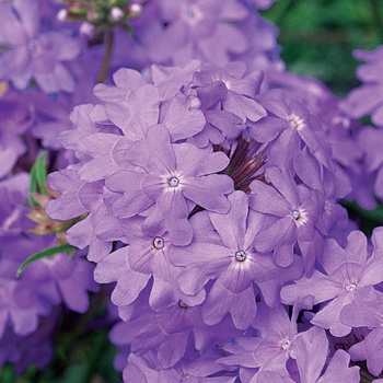 Superbena® ''Large Lilac Blue'' -Verbena 