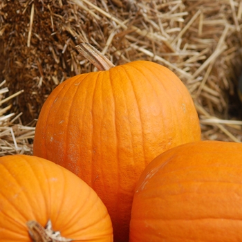 'Aladdin' Pumpkin -Cucurbita pepo