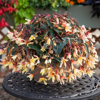 Bossa Nova® 'Yellow' -Begonia boliviensis