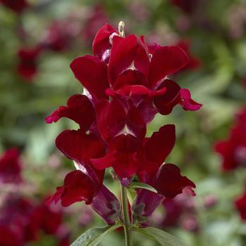 Snaptini™ 'Red' -Antirrhinum (Snapdragon)