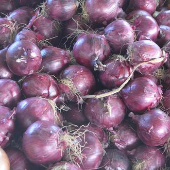 Red Onion -Allium cepa