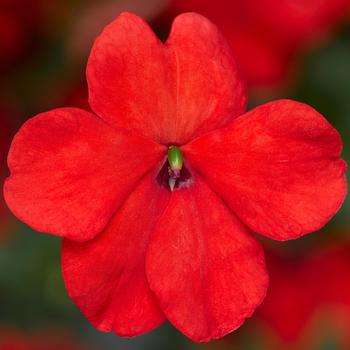 Imara™ 'XDR Orange Imp.' -Impatiens walleriana