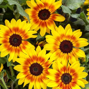 Suncredible® 'Saturn™' -Helianthus (Sunflower)