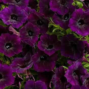 Supertunia Mini Vista® 'Midnight' -Petunia 