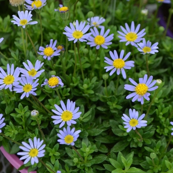 'Bellicia' Felicia Daisy -Felicia 