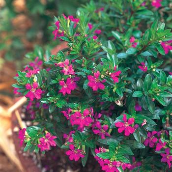 'Allyson' Mexican Heather -Cuphea hyssopifolia