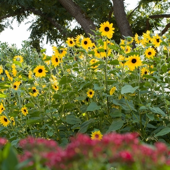 'Sunfinity Dark Yellow' Dwarf Sunflower -Helianthus annuus