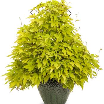 Sweet Caroline Upside™ 'Key Lime' -Ipomoea batatas (Sweet Potato Vine)