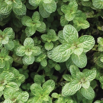 Apple Mint -Mentha suaveolens