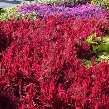 'Dragon's Breath' Cockscomb -Celosia argentea pulmosa