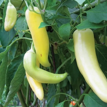 'Bananarama' Sweet Pepper -Capsicum annuum