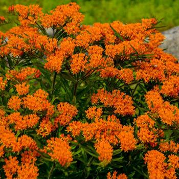 Butterfly Milkweed -Asclepias tuberosa