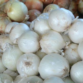 White Onion -Allium cepa