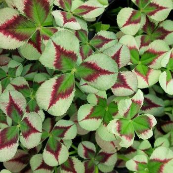 4 Luck® 'Green Glow' -Trifolium repens (Clover)