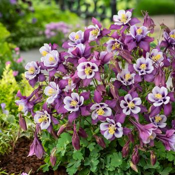 Earlybird™ 'Purple White' -Aquilegia caerulea (Columbine)