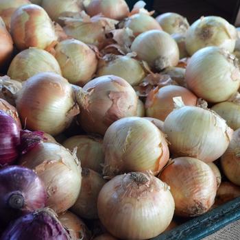 Spanish Onion -Allium cepa