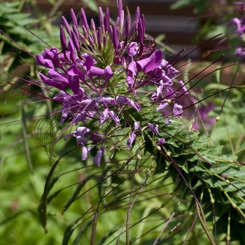 'Queen Violet' Spider Flower -Cleome hassleriana