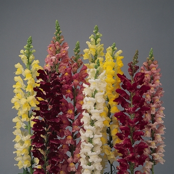 Rocket 'Mix' -Antirrhinum majus (Snapdragon)