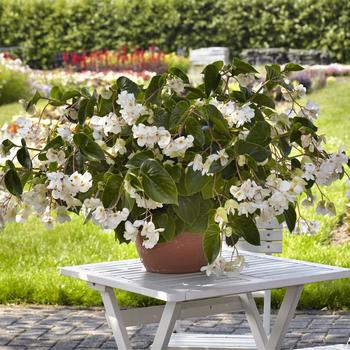 Dragon Wing® 'White' -Begonia 