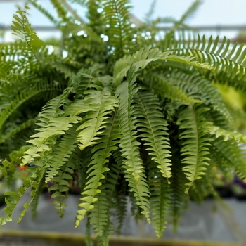 Boston Fern -Nephrolepis exaltata