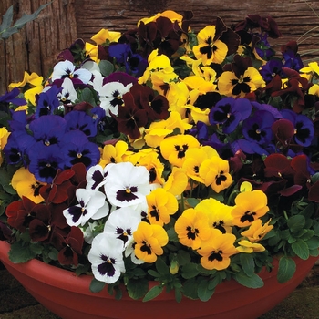 Delta™ ''Blotched Formula Mix'' -Viola x wittrockiana (Pansy)