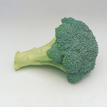 Broccoli -Brassica Everest